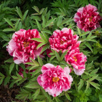 Paeonia Shima Nishiki Piwonia krzewiasta