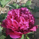 Paeonia Cang Zhi Hong...