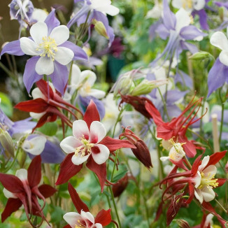 Aquilegia Mix odmian Orlik