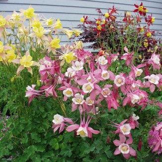 Aquilegia Mix odmian Orlik