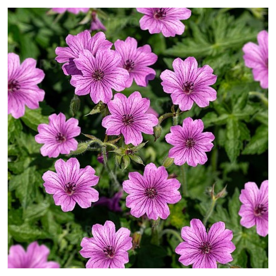 Geranium hybridum Elworthy Eyecatcher Bodziszek