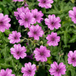 Geranium hybridum Elworthy...