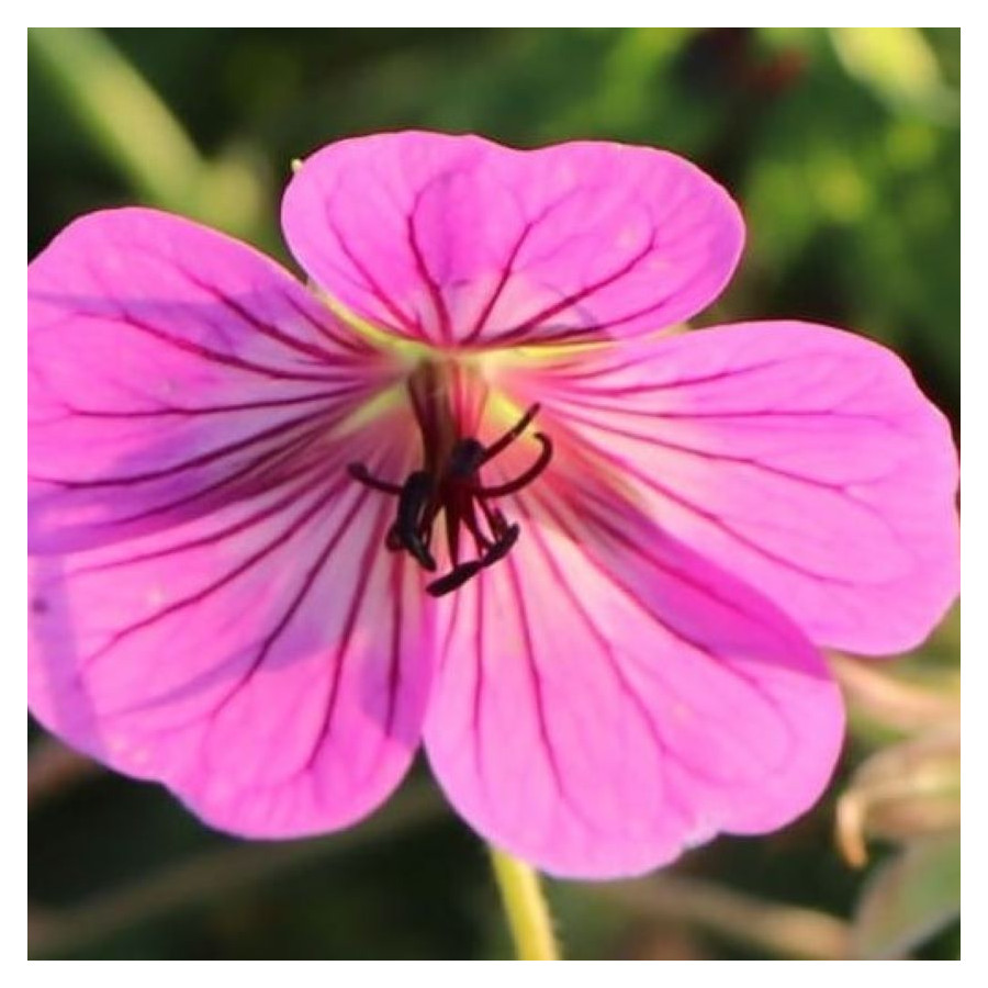 Geranium hybridum Pink Pinks Bodziszek