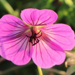 Geranium hybridum Pink...