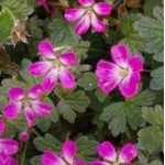 Geranium hybridum Tanya...