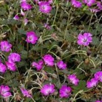 Geranium hybridum Tanya...