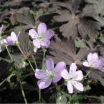 Geranium maculatum Espresso...