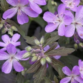 Geranium maculatum Espresso...