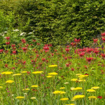 Achillea filipendulina Parkers Krwawnik wiązówkowaty