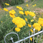 Achillea filipendulina Parkers Krwawnik wiązówkowaty