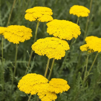 Achillea filipendulina...