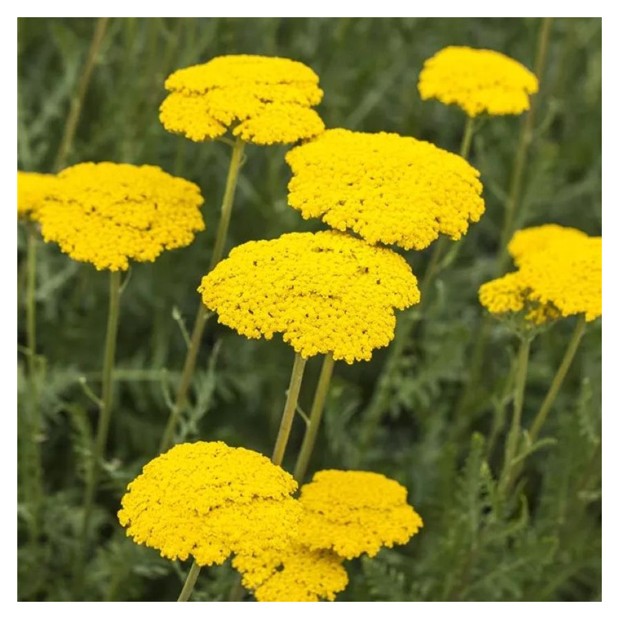 Achillea filipendulina Parkers Krwawnik wiązówkowaty