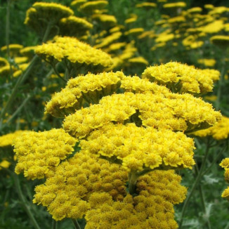 Achillea millefolium Little...