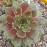 Sempervivum Lentezon Rojnik