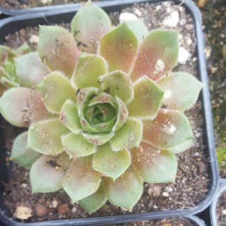 Sempervivum Lentezon Rojnik