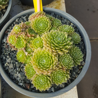 Sempervivum Lemon Babies...