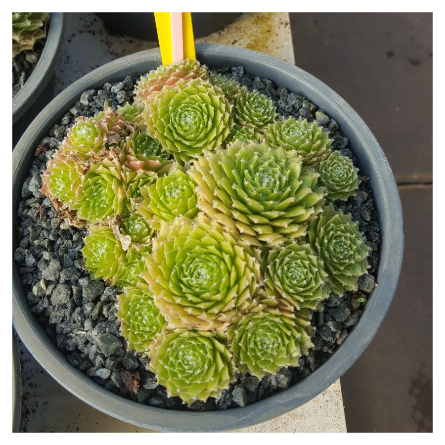 Sempervivum Lemon Babies Rojnik