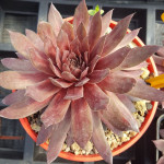 Sempervivum Legolas Rojnik