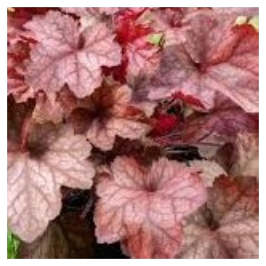 Heuchera Beaujolais Żurawka