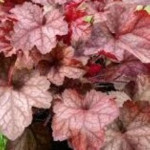 Heuchera Beaujolais Żurawka