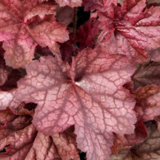 Heuchera Beaujolais Żurawka