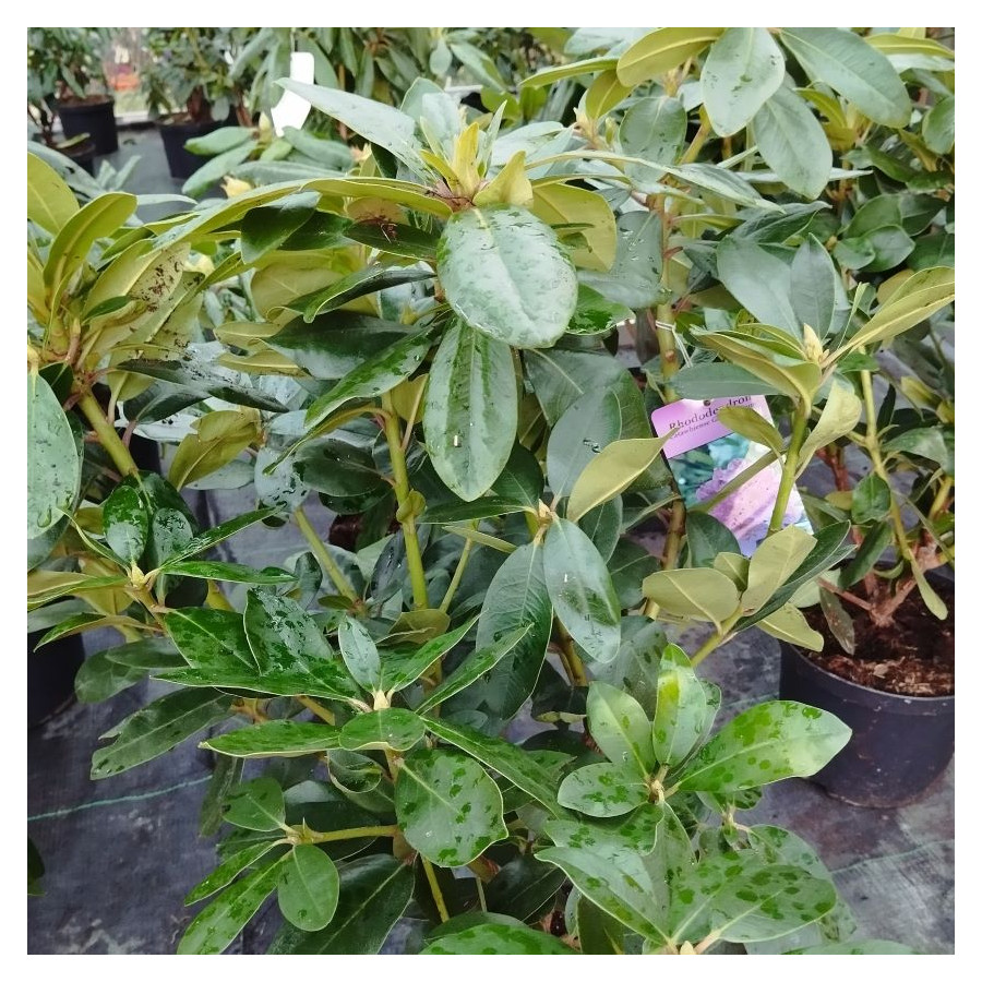 Rhododendron Catawbiense Grandiflorum Różanecznik