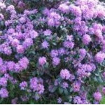 Rhododendron Catawbiense Grandiflorum Różanecznik