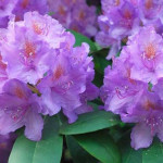 Rhododendron Catawbiense Grandiflorum Różanecznik