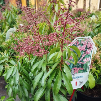 Pieris Japonica Valley Rose...