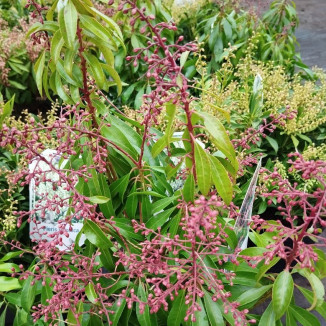 Pieris Japonica Valley Rose...