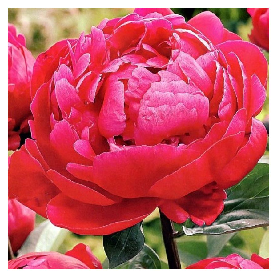 Paeonia lactiflora Red Sarah Bernhardt- Rośłliny od Ogrodnika Szkółka Barcikowscy