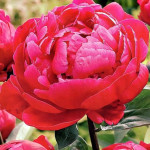 Paeonia Sarah Bernhardt