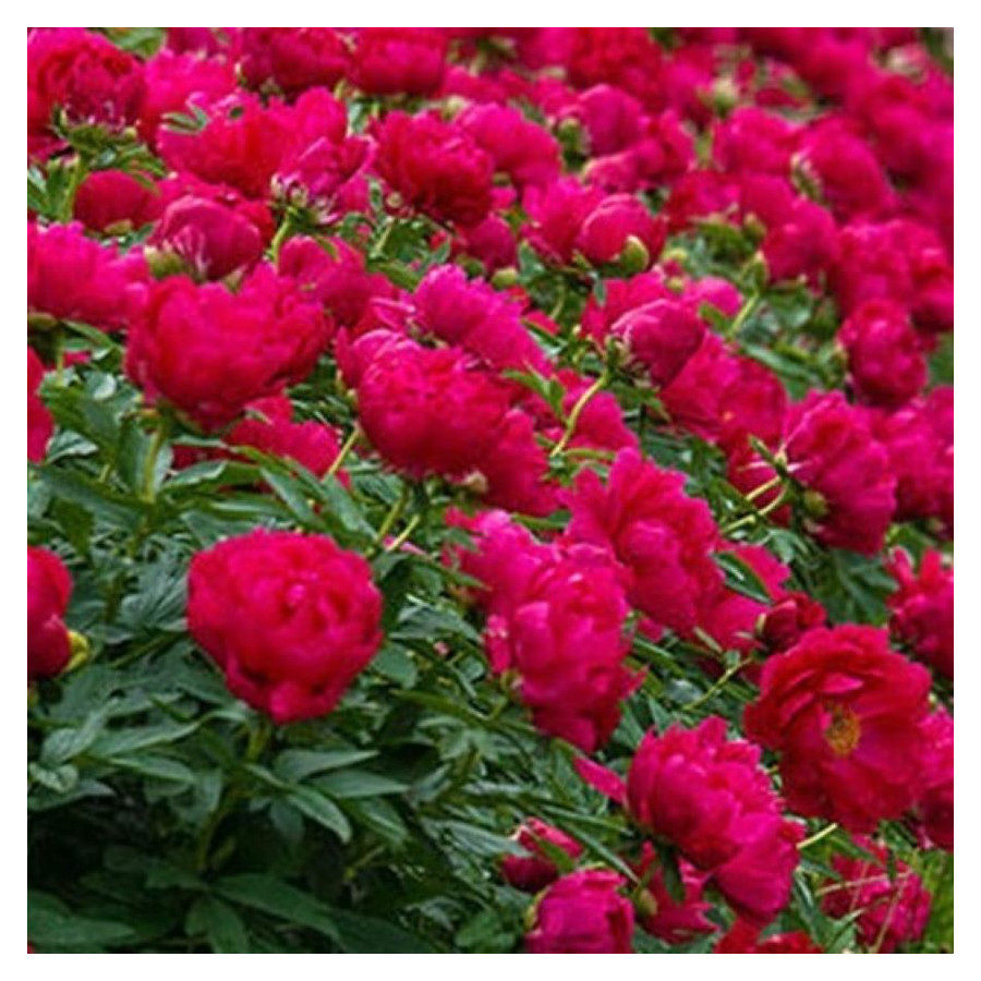 Paeonia lactiflora Red Sarah Bernhardt- Rośłliny od Ogrodnika Szkółka Barcikowscy