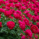 Paeonia lactiflora Red Sarah Bernhardt- Rośłliny od Ogrodnika Szkółka Barcikowscy