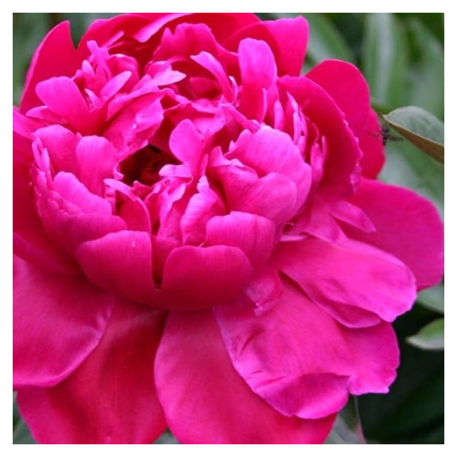 Paeonia lactiflora Red Sarah Bernhardt- Rośłliny od Ogrodnika Szkółka Barcikowscy