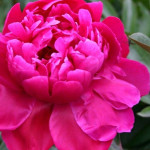 Paeonia lactiflora Red Sarah Bernhardt- Rośłliny od Ogrodnika Szkółka Barcikowscy