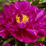 Paeonia Karl Rosenfield...