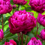 Paeonia Karl Rosenfield Piwonia