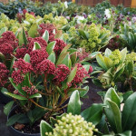 Skimmia Japonica Skimia japońska