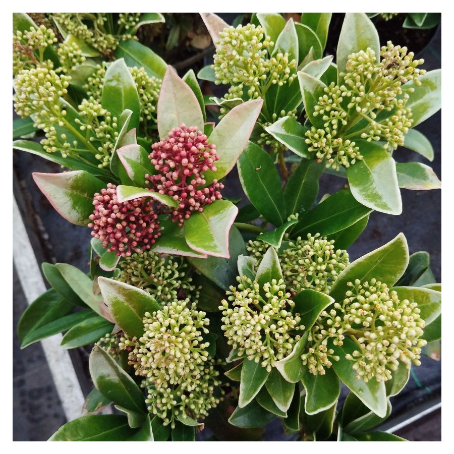 Skimmia Japonica Skimia japońska