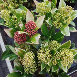 Skimmia Japonica Skimia...