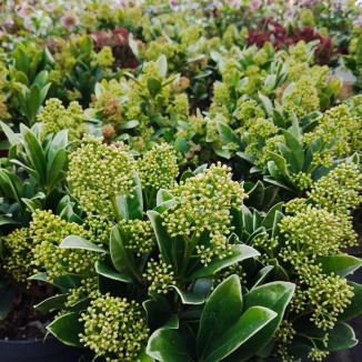 Skimmia Japonica Skimia...