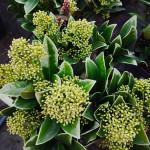 Skimmia Japonica Skimia japońska