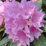 Rhododendron Roseum Elegans Roseum Elegans