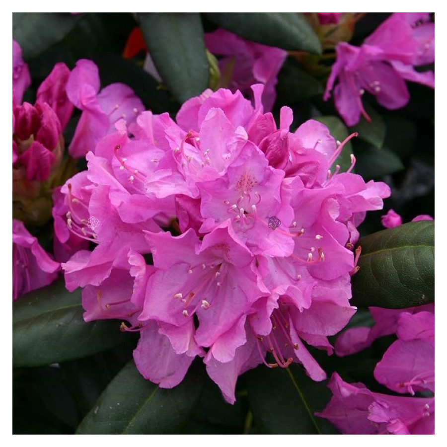 Rhododendron Roseum Elegans Roseum Elegans