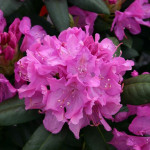 Rhododendron Roseum Elegans Roseum Elegans