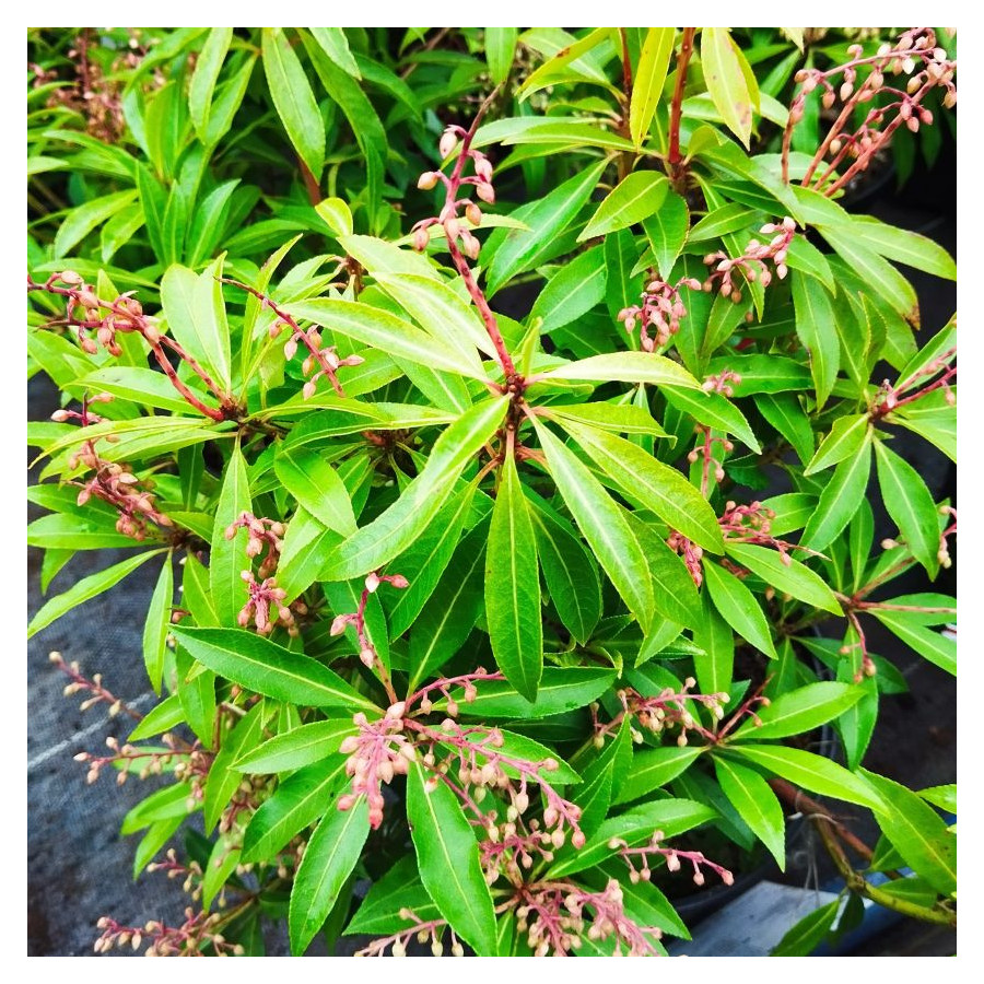 Pieris Japonica Forest Flame Pieris japoński