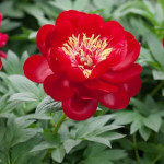 Paeonia Buckeye Belle Piwonia chińska