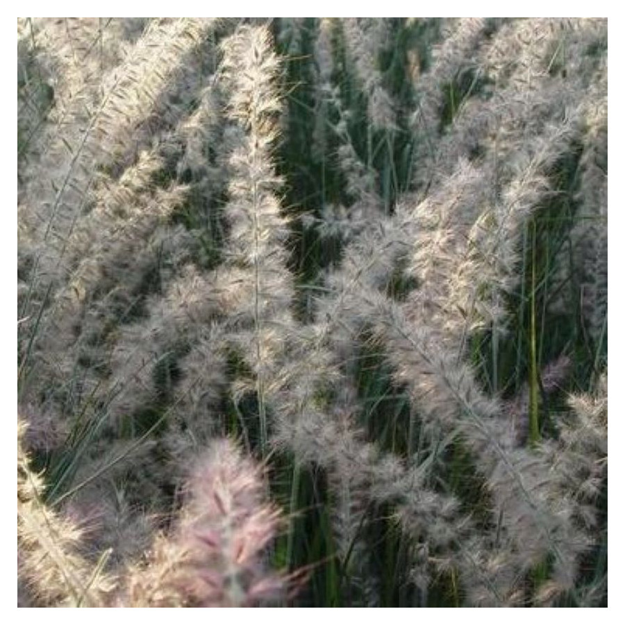 Pennisetum orientale JS Dance With Me- Rośliny od Ogrodnika Szkółka Barcikowscy