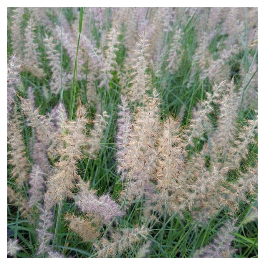 Pennisetum orientale JS Dance With Me- Rośliny od Ogrodnika Szkółka Barcikowscy